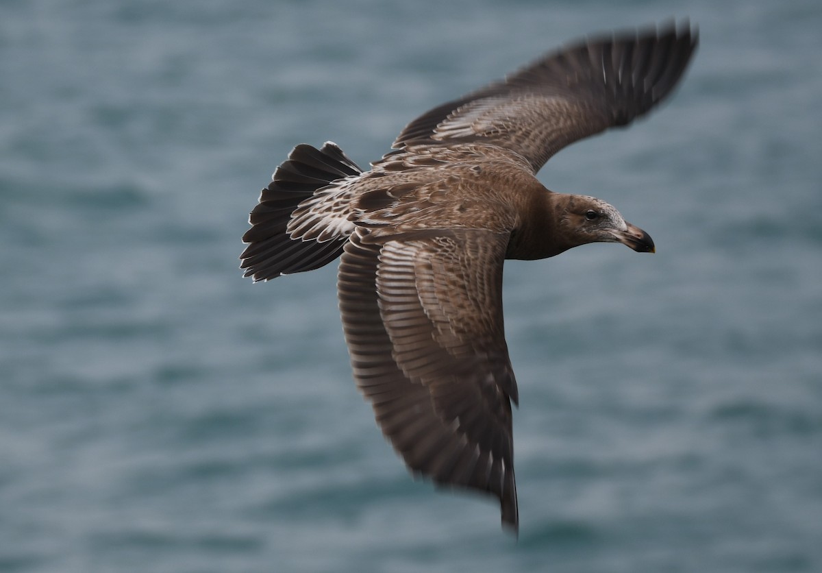 Pacific Gull - Nik Mulconray