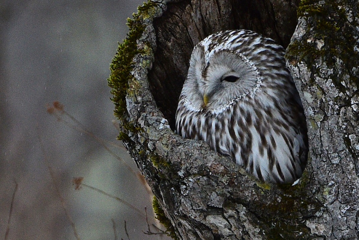 Ural Owl - Simon Keizer