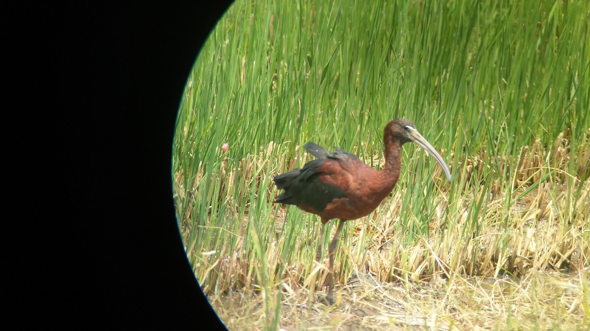 ibis hnědý - ML353009511