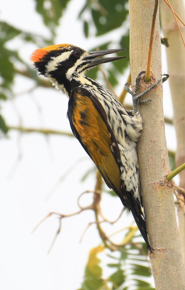 White-naped Woodpecker - VIJAY S