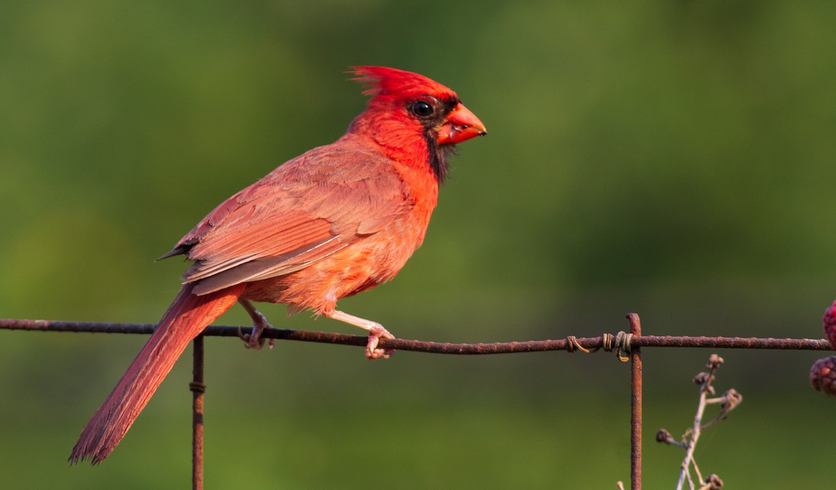 Cardinal rouge - ML353013631