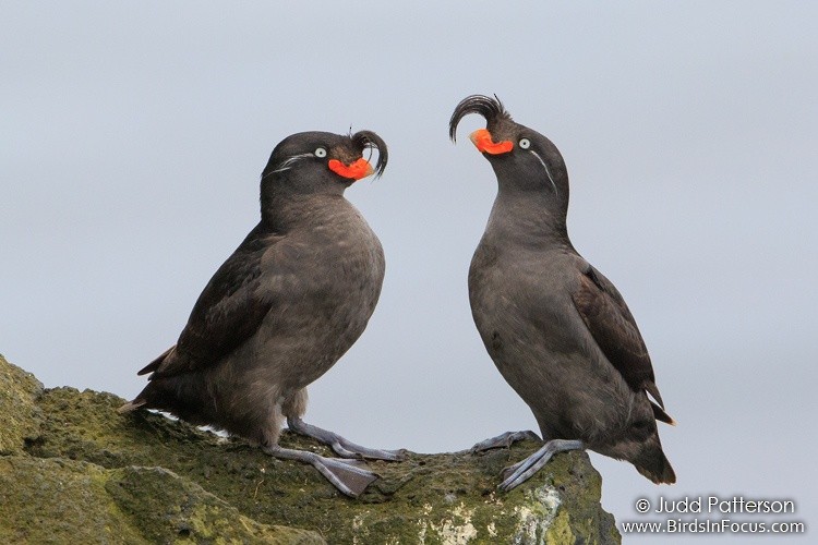Crested Auklet - ML35301751