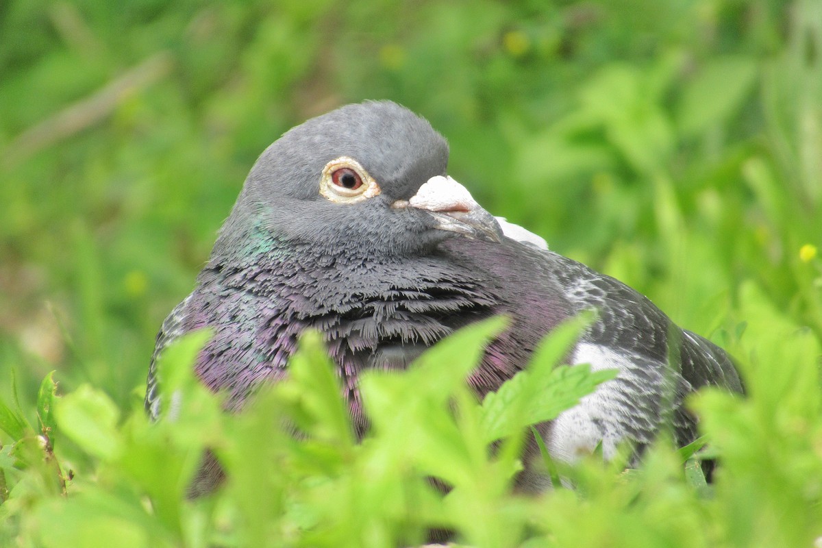 Rock Pigeon (Feral Pigeon) - Elias J