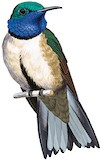 Blue-throated Hillstar Illustration