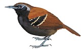 Cordillera Azul Antbird Illustration