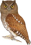 Choco Screech Owl Illustration