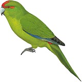 Reischek's Parakeet Illustration