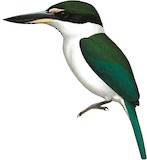 Islet Kingfisher Illustration