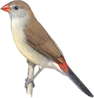 Estrilda paludicola paludicola