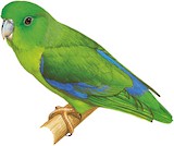 Riparian Parrotlet Illustration