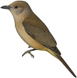 Tagula Shrikethrush Illustration