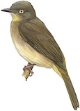 Cream-eyed Bulbul Illustration