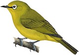 Southern Yellow White-eye Illustration