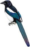 Oriental Magpie Illustration