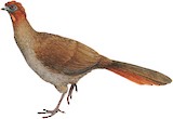 Chestnut-headed Chachalaca Illustration