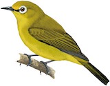 Green White-eye Illustration