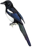 Black-rumped Magpie Illustration