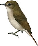 Banggai Jungle Flycatcher Illustration