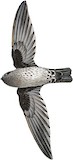 Ridgetop Swiftlet Illustration