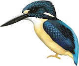 North Solomons Dwarf Kingfisher Illustration