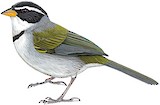 Moss-backed Sparrow Illustration