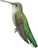 Outcrop Sabrewing Illustration