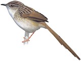 Striped Prinia Illustration