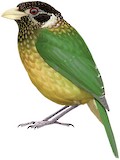 Huon Catbird Illustration