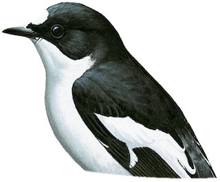 Ficedula hypoleuca iberiae
