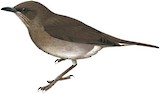 Pantepui Thrush Illustration