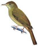 Cachar Bulbul Illustration