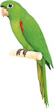 Puerto Rican Parakeet Illustration