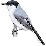 Yucatan Gnatcatcher Illustration