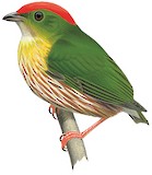 Painted Manakin Illustration