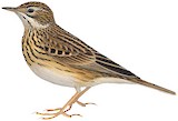 Puna Pipit Illustration