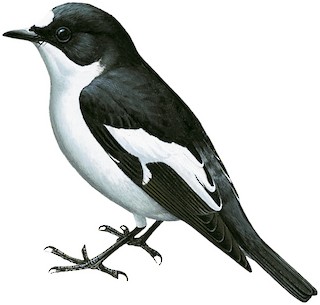 Ficedula hypoleuca iberiae