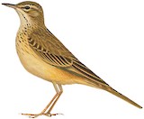 Nicholson's Pipit Illustration