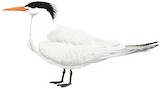 West African Crested Tern Illustration