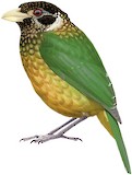 Black-capped Catbird Illustration