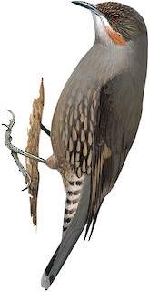 Cormobates placens placens