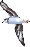 Soft-plumaged Petrel Illustration