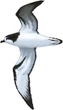 Gould's Petrel Illustration