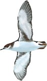 Fluttering Shearwater Illustration