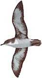 Persian Shearwater Illustration