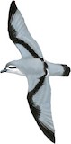 Fulmar Prion Illustration