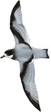 Blue Petrel Illustration