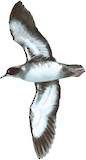 Black-vented Shearwater Illustration