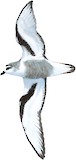 Mottled Petrel Illustration