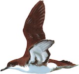 Yelkouan Shearwater Illustration