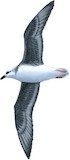 White-headed Petrel Illustration